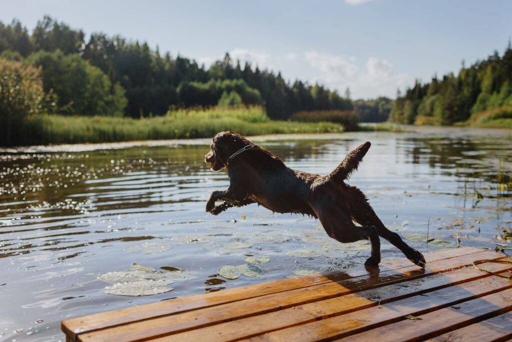 Hund Chocolate Labrador Retriever springt vom Pier in See, Haustier im Flug über Wasser. Wasservogel-Tiertauchgänge und Spaß in der Natur.