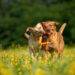 Zwei Labradore spielen in einer Blumenwiese